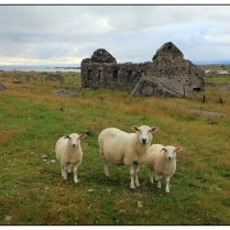 Hausruine und Schafe