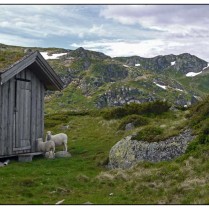 Hütte und zwei Schafe