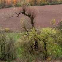 Herbst in der Westpfalz009